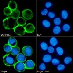 MS4A4A Rabbit anti-Human, Clone: 3F2, Novus Biologicals 0.025 mg; Unconjugated:Antibodies,